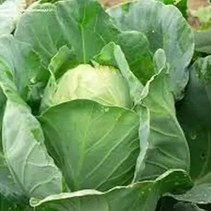 500 Early Jersey Wakefield Cabbage Seeds for Planting 2+ Grams Garden Vegetable - Compact Headed Glaucoous Green Leaves - 63 Days Growth - Ideal for Home Garden & Farmer Market Culture