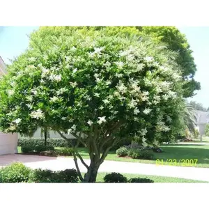Ligustrum japonicum ,JAPANESE PRIVET tree seed