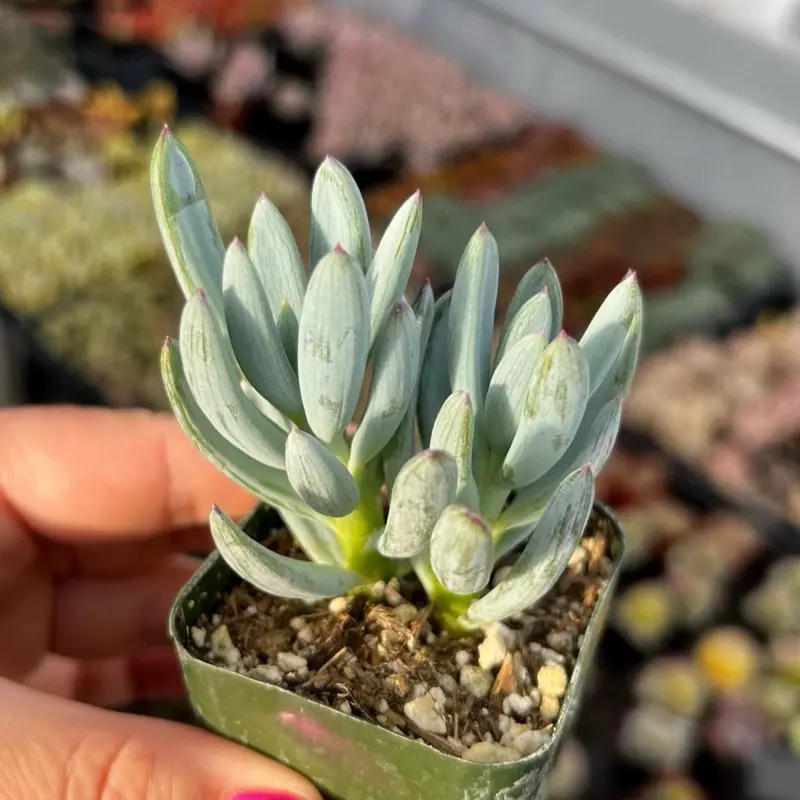 2” Blue Chalk Sticks Succulent Plant 2” Blue Chalk Sticks Succulent Plant