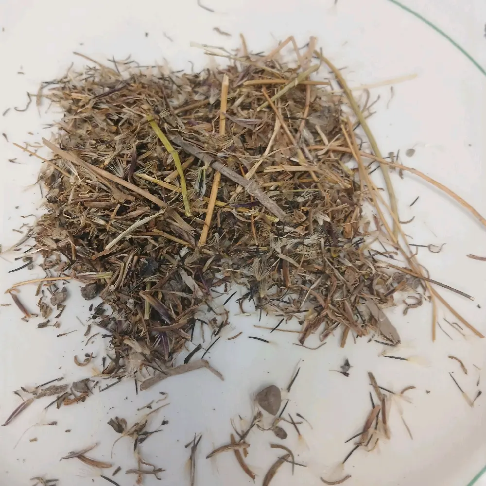 semilla de pipicha