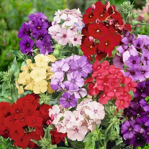 1000 pcs Mixed Phlox Seeds - Low maintenance garden plants