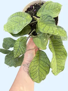 6” Hoya Callistophylla ‘Dark Green' - Rare Hoya - Live Plant Star Flower Hoya - Pet Friendly Houseplant Unique Leaf