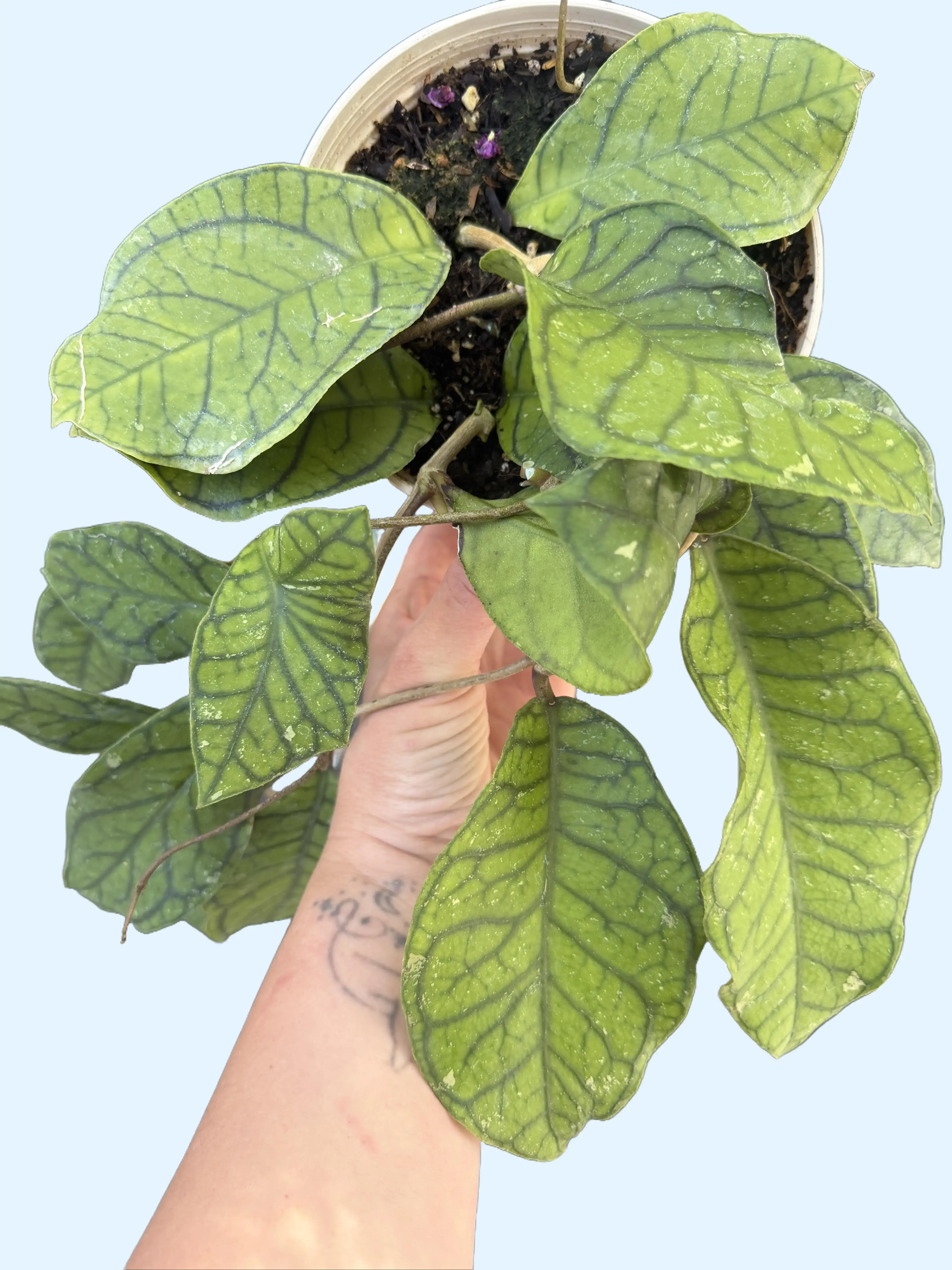 6” Hoya Callistophylla ‘Dark Green' - Rare Hoya - Live Plant Star Flower Hoya - Pet Friendly Houseplant Unique Leaf