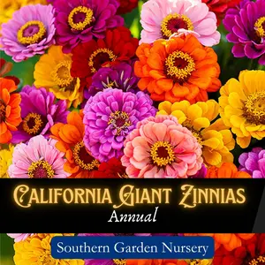 California Giant Zinnia Flower Seed Pack for a Pollinator-Friendly Garden, Fast Grow Big Blooms, Bright Colors, Non-GMO Heirloom Variety, Easy-to-Grow Decorative Landscaping for Lazy Gardening, Mixed Zinnia Flower Seeds