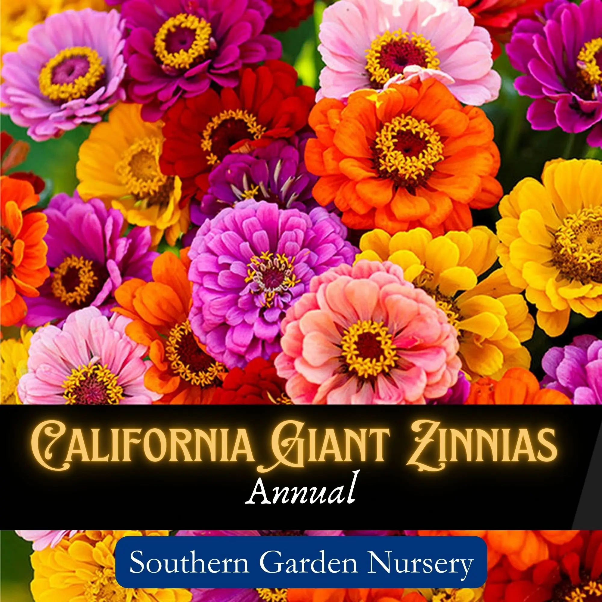 California Giant Zinnia Flower Seed Pack for a Pollinator-Friendly Garden, Fast Grow Big Blooms, Bright Colors, Non-GMO Heirloom Variety, Easy-to-Grow