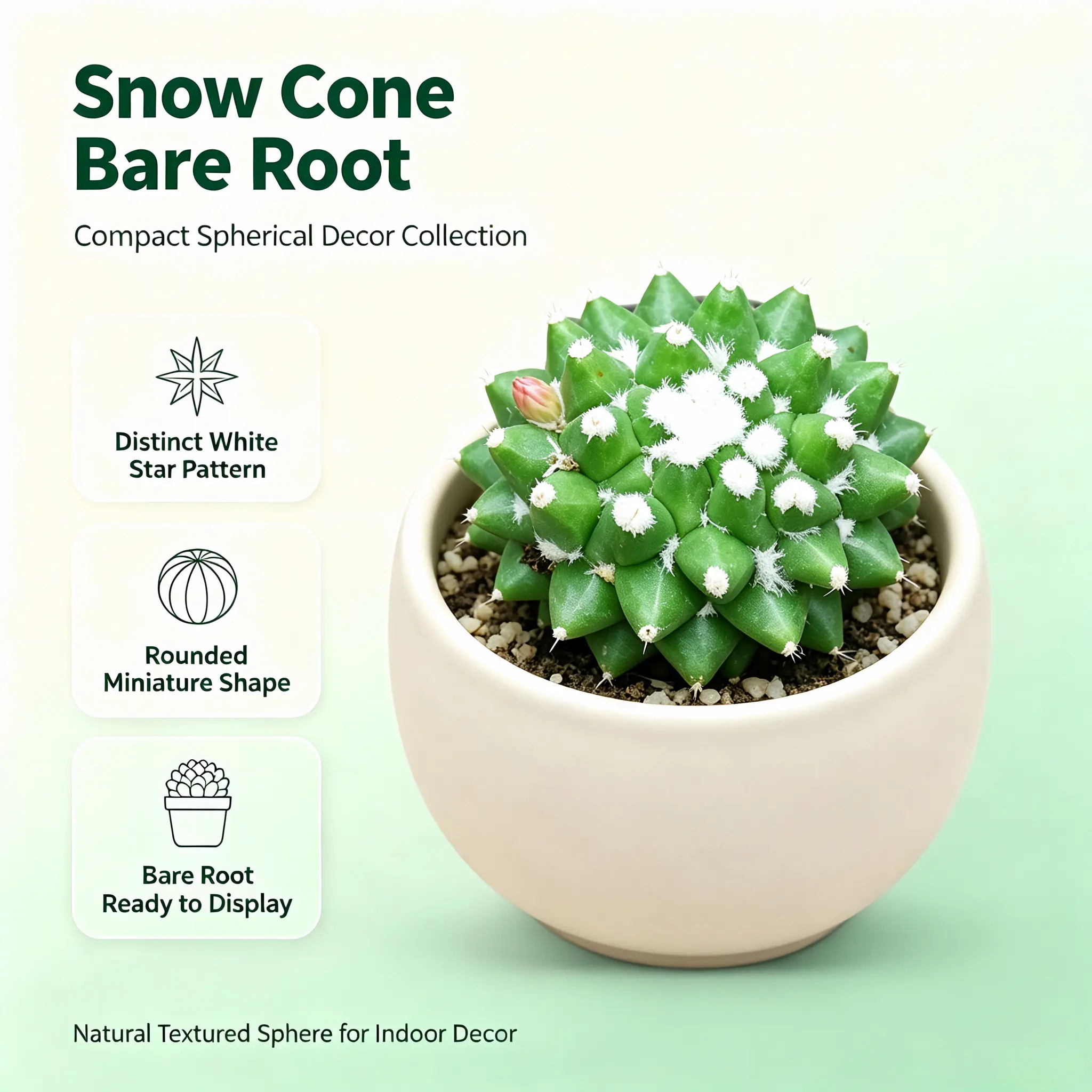 Ice Cream Cactus Plant, Mini Succulent for Indoor Decor (Bare Root)