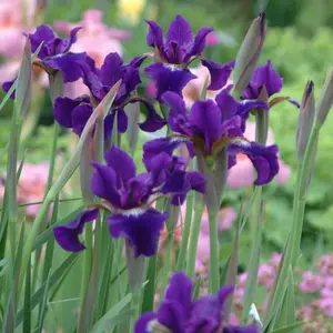 Ruffled Velvet Siberian Iris