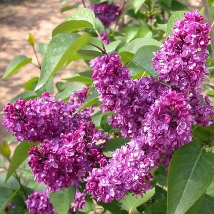 Syringa 'Charles Joly' - purple Lilac , Lilac Fragrant Plant ship in pot 4 inch tall - Dormant/Leafless Decor Decorative