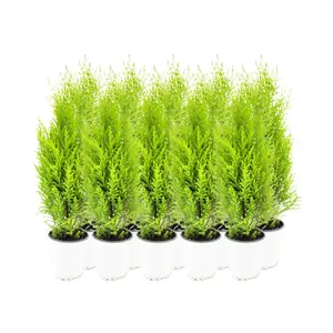 10-PK Live Dwarf Lemon Cypress, Cupressus macrocarpa ‘Goldcrest Wilma,’ Live Indoor Tree, Houseplant, Garden Plant, Fragrant Plant, 4.5-in Pots