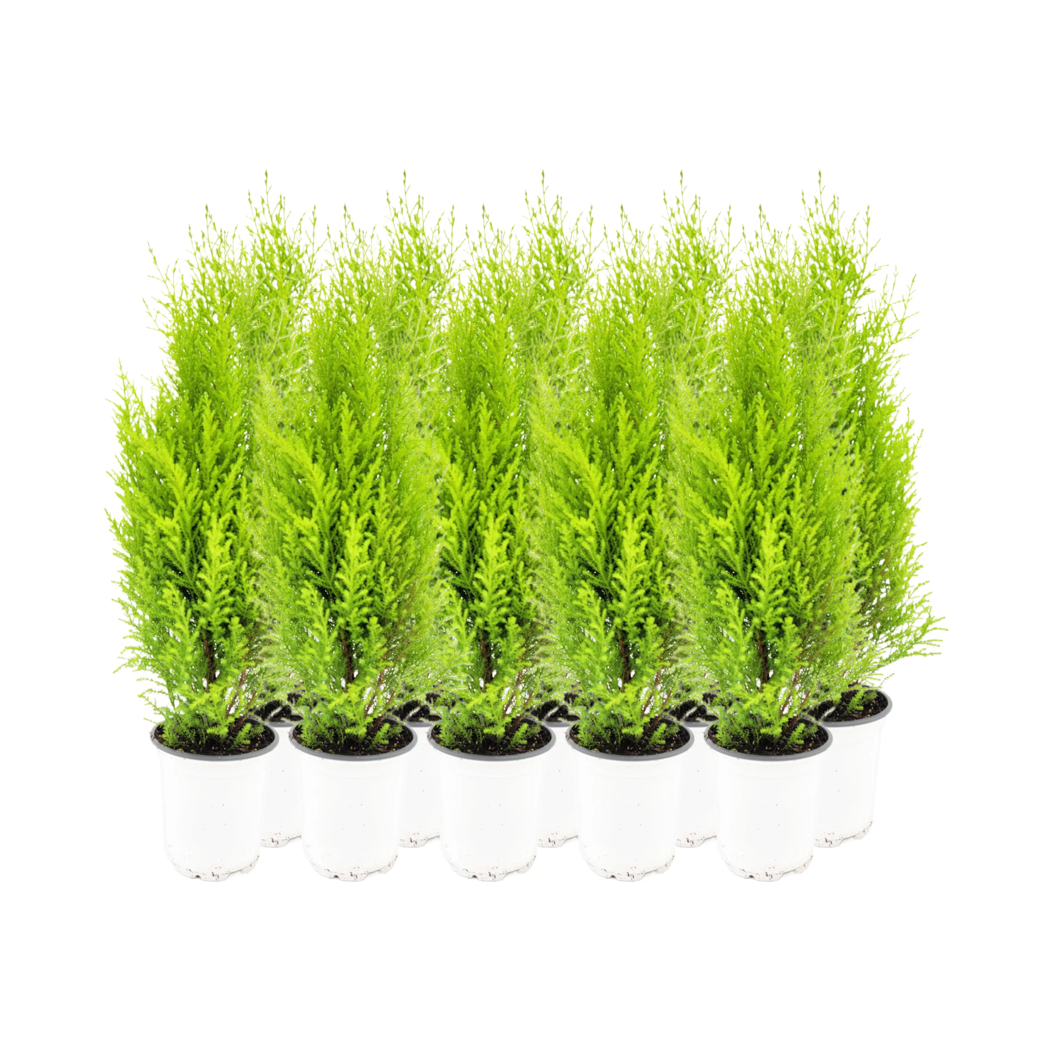 10-PK Live Dwarf Lemon Cypress, Cupressus macrocarpa ‘Goldcrest Wilma,’ Live Indoor Tree, Houseplant, Garden Plant, Fragrant Plant, 4.5-in Pots