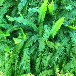 10 Maidenhair Fern Rhizomes - Green Ferns Plants - Well Rooted Outdoor - Bare Roots Small Fern Roots for Planting - No Ship To AK, HI & P.R.