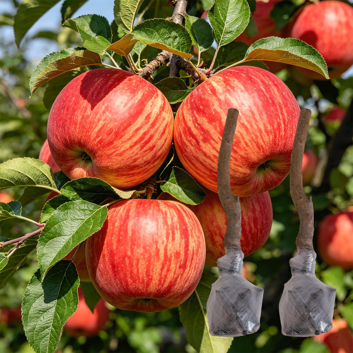 Apple Tree Seedlings for Home Garden  Beginner Friendly Fruit Tree Easy to Grow Backyard Gardening Starter Plant