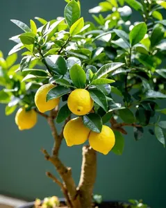 Organic Dwarf Lemon Tree Seeds – 200pcs Non-GMO Heirloom Mini Citrus