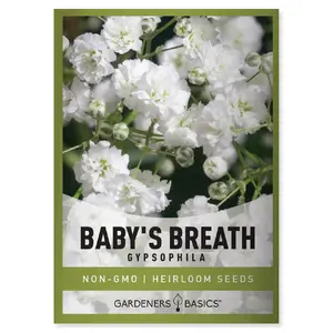 Baby's Breath Seeds