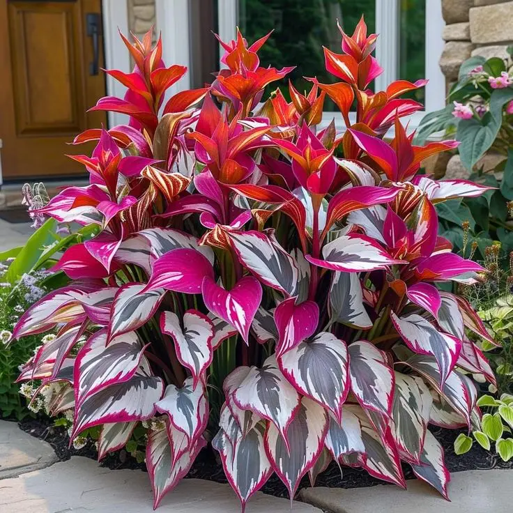 700PCS Perennial Hosta Seeds – Fast Growing, Low Maintenance & Ideal for Stunning Shade Gardens