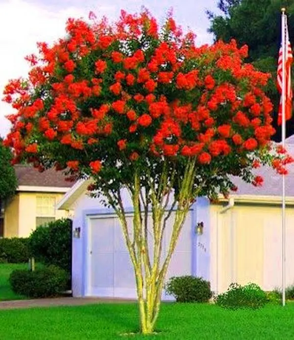 20 Exotic Bright Red Crape Myrtle Seeds rare flower exotic tree plant for garden flower