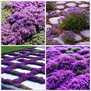 200 purple creeping thyme seeds for planting perennial groundcovers, traditional flowers, non-GMO, rock rose seeds