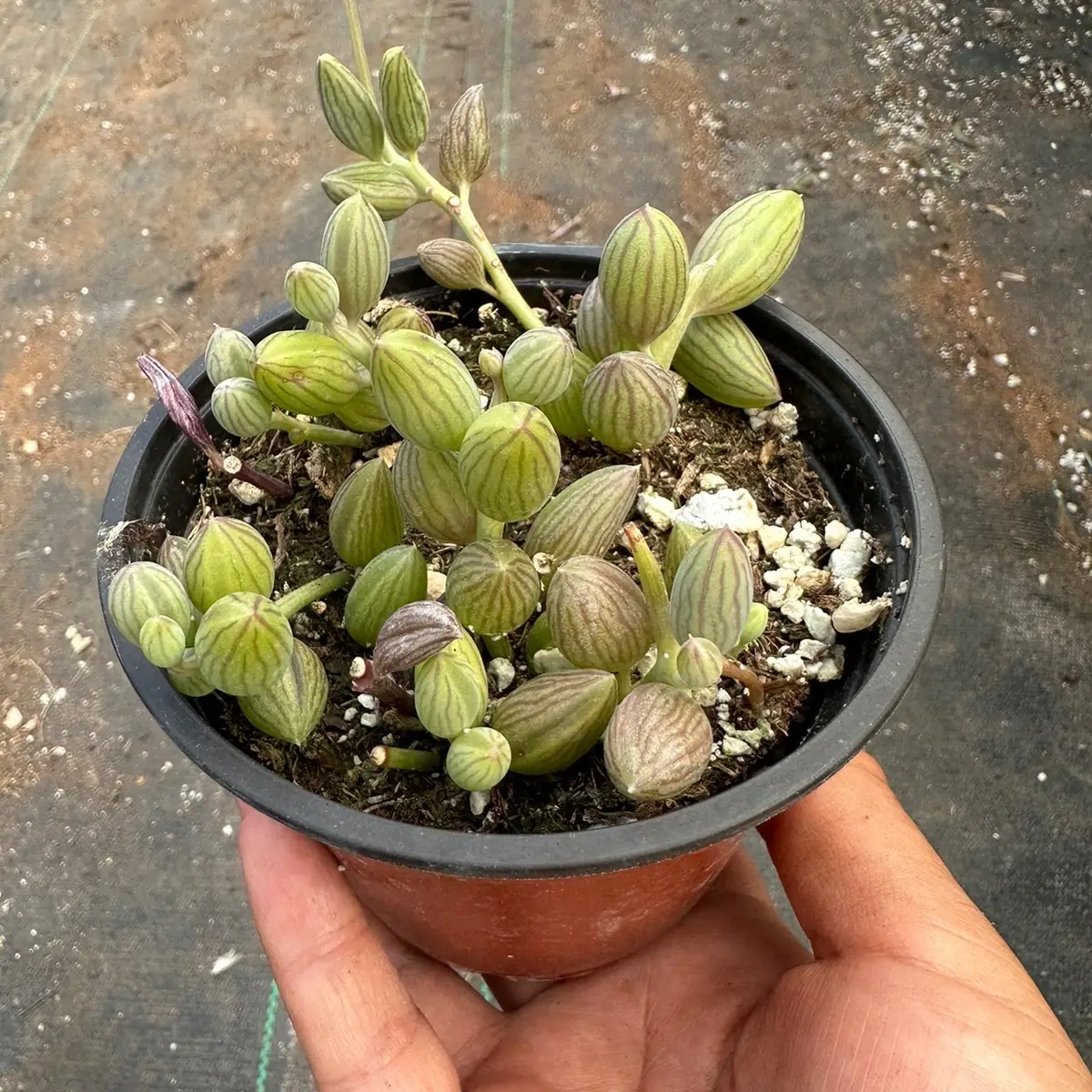 4” string of watermelons plant succulent