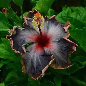 Green River 20 Black Pink Purple Hibiscus Seeds - Flower Seed Pack, Hardy Perennial Variety for Gardens, Rare Mixed Colors for Pollinator Planting, Premium Hibiscus Seeds