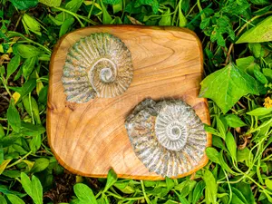 EXTRA LARGE Raw Ammonite Fossil Cephalopod - 250 Million Years Old 4-6” 400g Natural Rare Ammonite Fossil Conch, Crystal Fossil Specimen