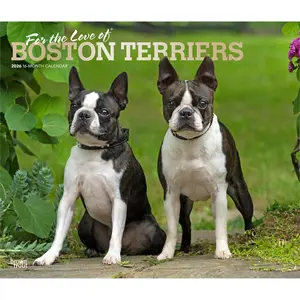 For the Love of Boston Terriers | 2026 14 x 24 Inch (Hanging) Monthly Deluxe Wall Calendar | Foil Stamped Cover | Plastic-Free | BrownTrout | Animal Dog Breeds