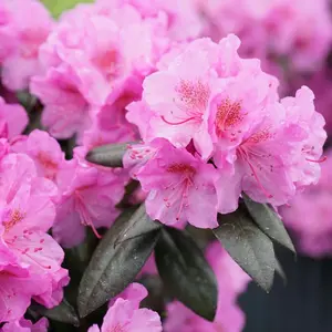 Black Hat® Rhododendron