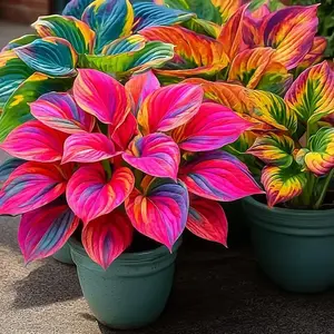 800 pcs Hosta Seeds – Premium Mixed Varieties for Shady Spots, Perfect for Borders, Walkways & Garden Beds – Hardy & Easy to Grow