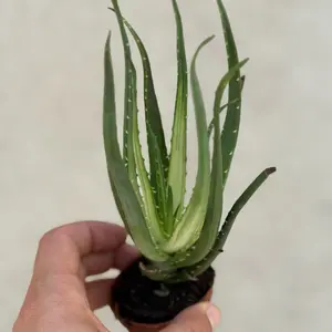 Aloe Solar Flare in 2” Pot Live Houseplants