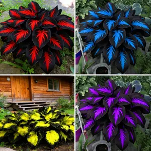 Mix Hosta Seeds for Planting, 280+pcs Rare Perennial Hosta Flower Seeds Plants, Non-GMO Heirloom Long Blooming Shaded Entry Pathway Flowers for Garden Outdoors