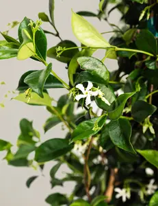Star Jasmine