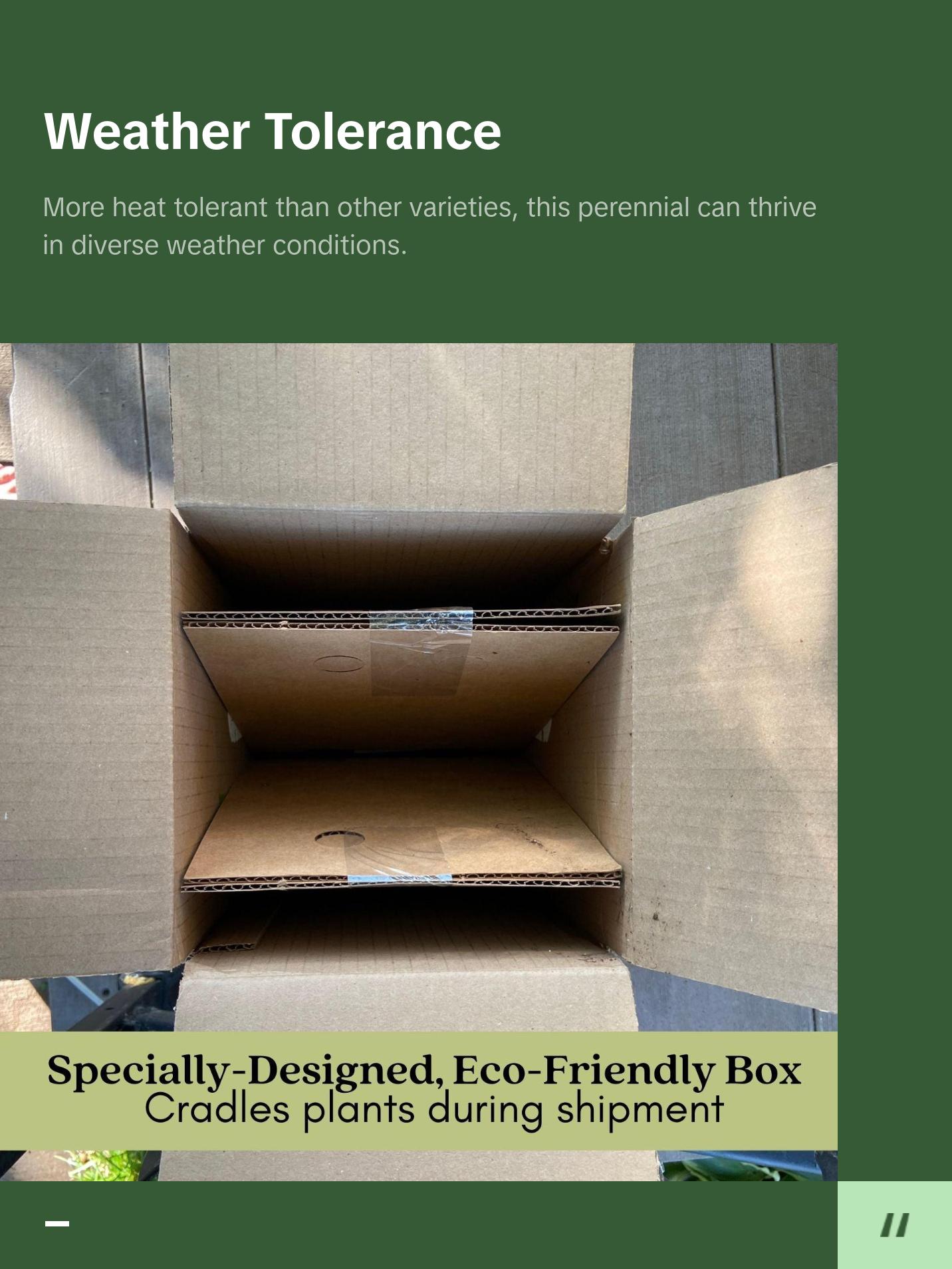 Delphinium Summer Blues (Larkspur) | Two Live Perennial Plants | Non-GMO, Dwarf Variety