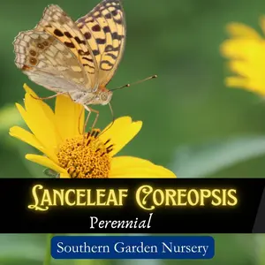 Lanceleaf Coreopsis Flower Seed Pack, Easy-to-Grow Perennial for Your Pollinator-Friendly Garden, Official Florida State Wild Flower Seed, Fast Grow Bee & Butterfly Perennial Flowers