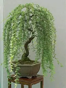Bonsai Green Weeping Willow Tree Cutting - Thick Trunk Start, Dwarf Bonsai Material