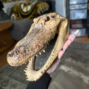 Alligator head