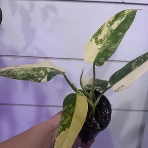 Philodendron domesticum