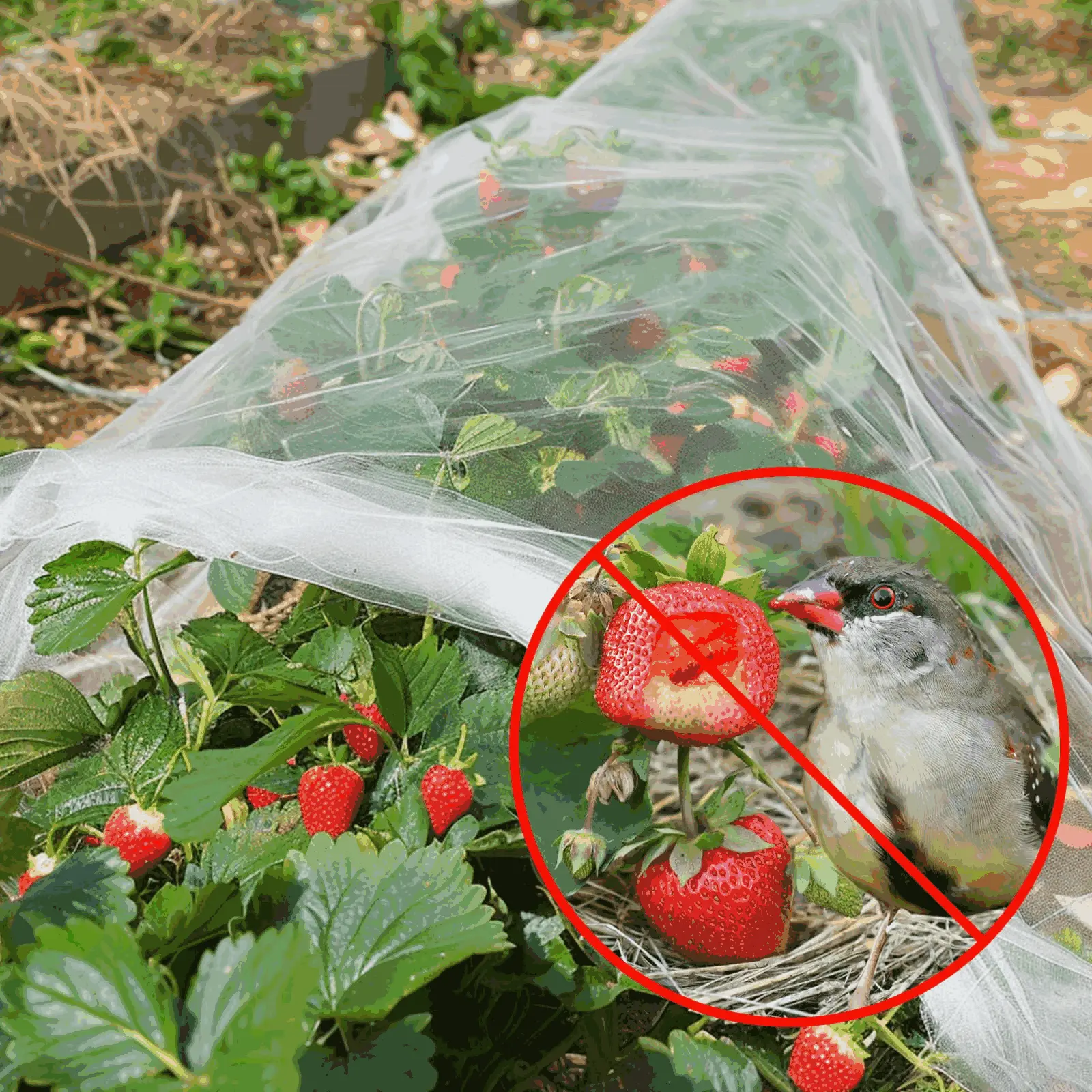 Garden Netting - 2.5x3m/8.2x9.84ft Ultra Fine Mesh Barrier Screen, Mosquito Repellent, Easy to Install, for Pests, Peaches, Cherries, Grapes, Chipmunks, Greenhouse, Raised Bed Plant Care Cover