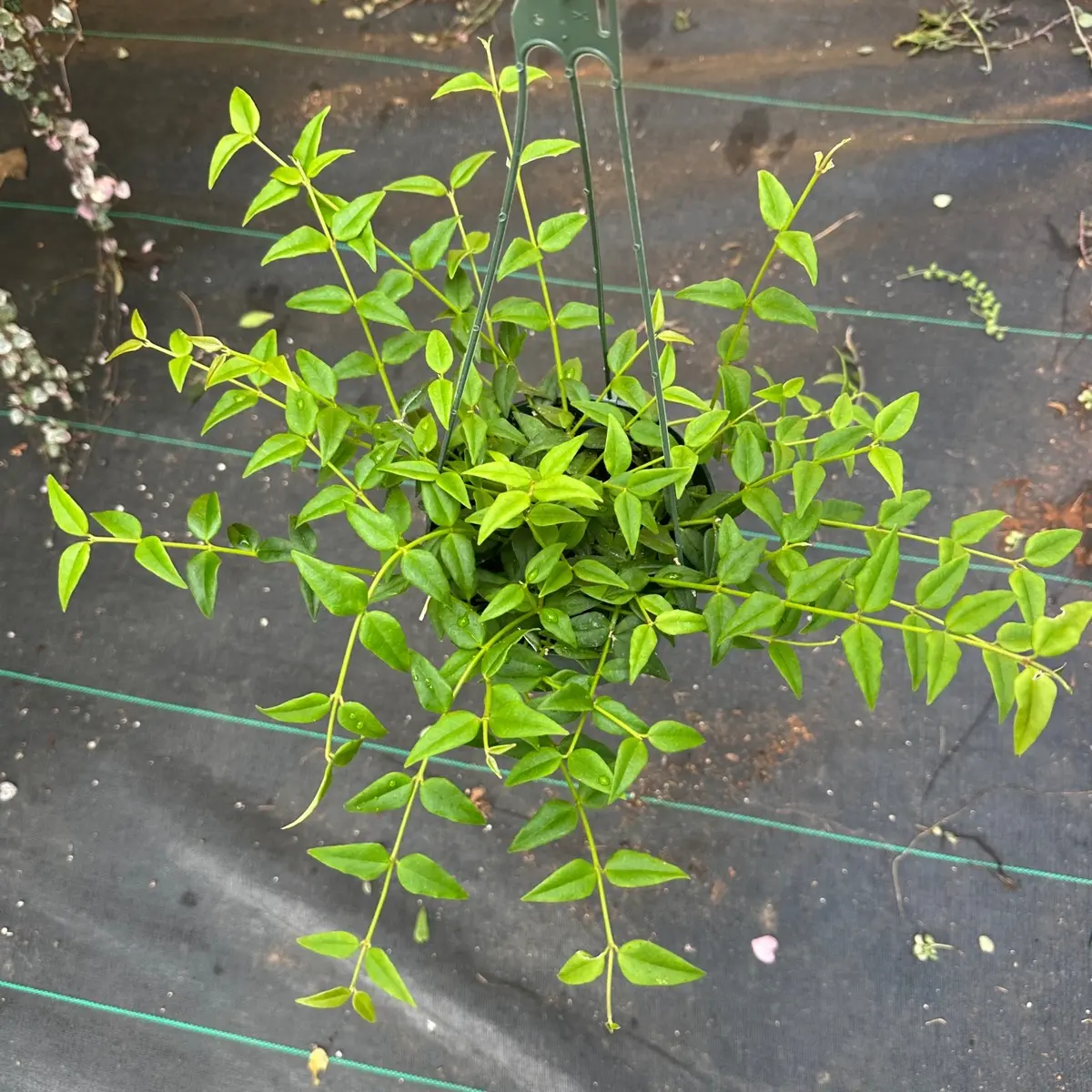 Hoya Bella 6 inch