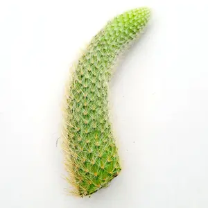 Monkey Tail Cactus - Hildewintera Colademonois - Rare Cactus - Live Succulents - Ship in Bare Roots - 6" to 8'' long