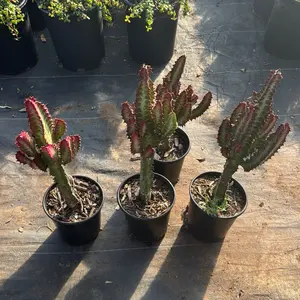Euphorbia Trigona 1 gallon pot