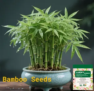 Lucky Bamboo Cypress Seed  - Live Indoor Houseplants for Home Decor,  Bamboo Plant, Indoor Low Light Plants, Feng Shui Lots Of Green Leaves