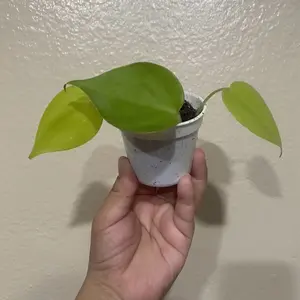 1 Neon Pothos in 2.5 inch Pot Live Indoor  Plant