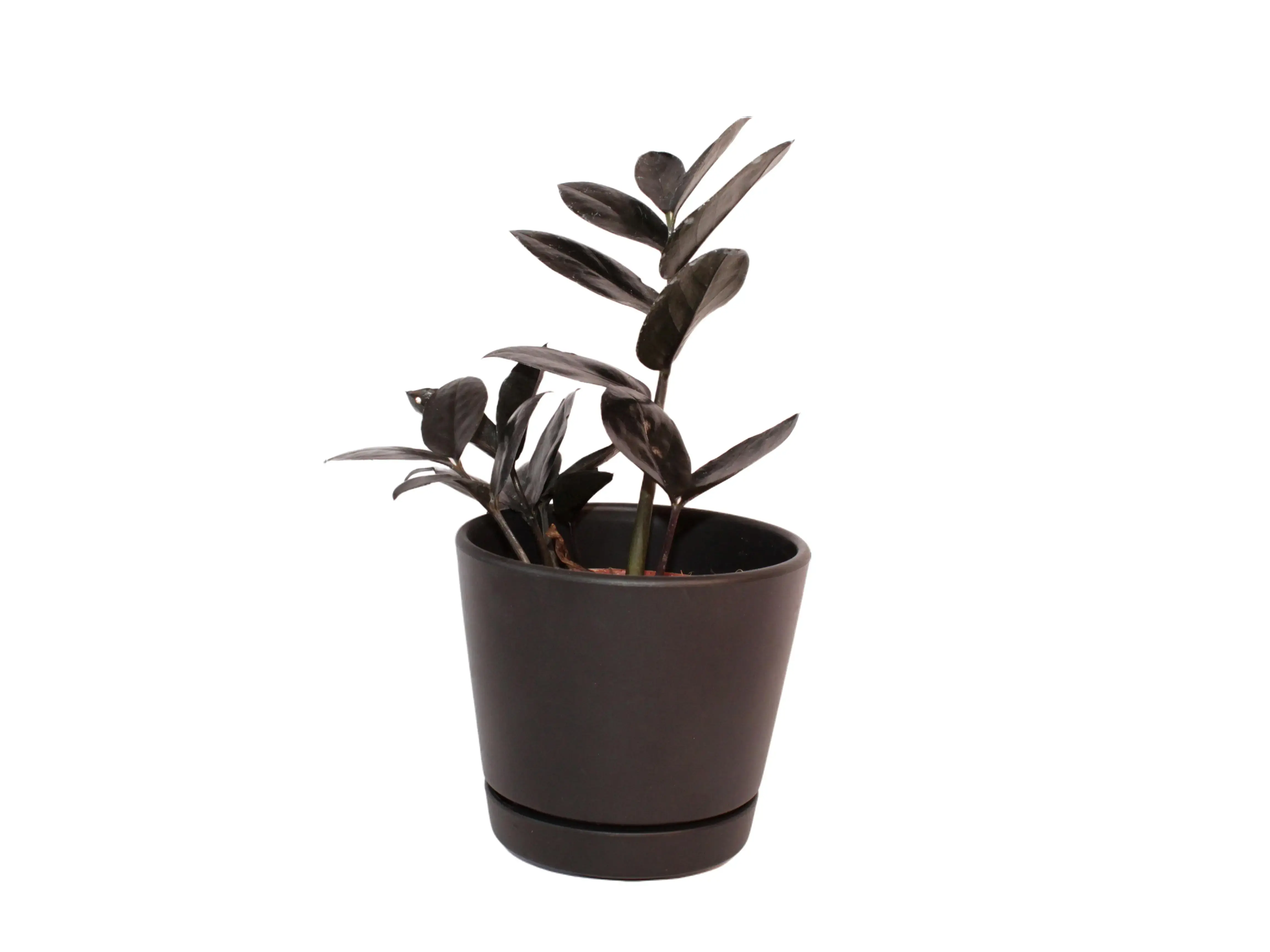bird's nest snake plants Bird's Nest Snake plant, Green Striped Snakeplant, Sansevieria trifasc   Florida House Plants