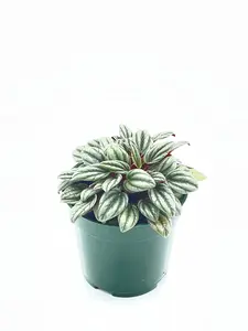 BubbleBlooms Peperomia Rosso albovittata in a 4 inch Pot