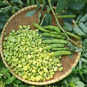 Broad Windsor Fava Bean (Vicia faba 'Broad Windsor') Organic Seeds – Cool-Season Heirloom, Nutritious Fava Beans for Productive Spring Gardens