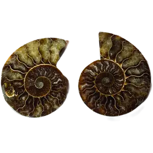 Polished Ammonite Fossil Pair | Ancient Sea Creature Display | Southwest Crystals
