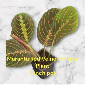 Maranta Calathea Red Veined Prayer Plant three inch pots