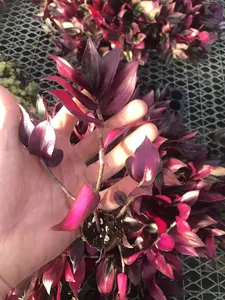 Tradescantia Zebrina Red Gem Plant Seeds - 10 Rooted Cuttings