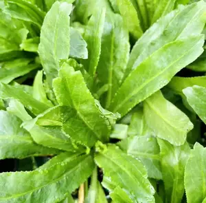 1000+ Seeds Culantro Seeds for Planting, Sawtoothfitweed Seeds Mexican Coriander Seeds for Indoor Outdoor