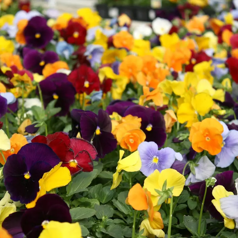 Pansy ‘Springtime Mixed Colors’ (Viola x wittrockiana) – Cheerful, cold-hardy blooms in a mix of colors, perfect for early-season garden displays.