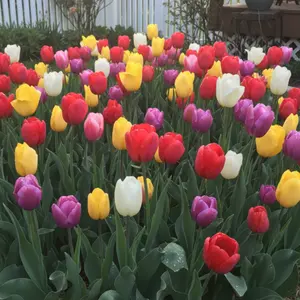 Mix Tulips Seed, Aromatic Plant Seeds | Suitable for Garden and Balcony Planting | Non-GMO Flowers Seed